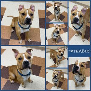 Taterbug, Pit Bull Terrier Mix, adult, available for adoption