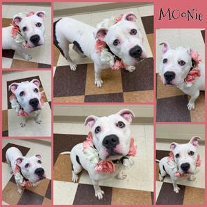 Moonie, Bully American  - Standard Mix, adult, available for adoption