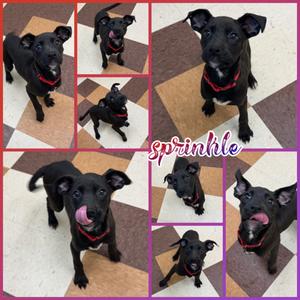 Sprinkle, Pit Bull Terrier Mix, puppy, available for adoption