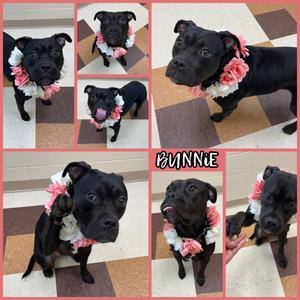 Bunnie, Pit Bull Terrier and Boxer, adult, available for adoption