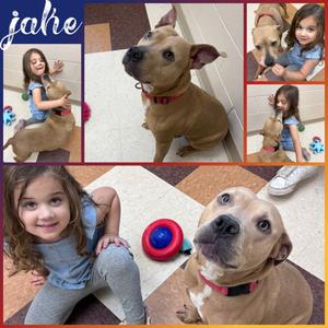 Jake, Pit Bull Terrier Mix, adult, available for adoption