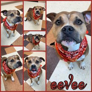 Eevee, Pit Bull Terrier Mix, adult, available for adoption