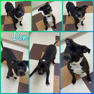 Don, Pit Bull Terrier Mix, young, available for adoption