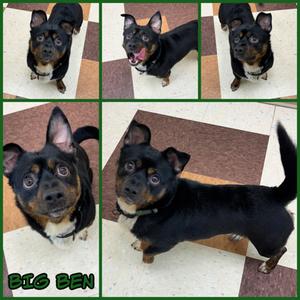 Big Ben, Welsh Corgi - Cardigan Mix, adult, available for adoption