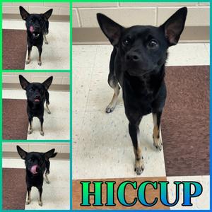 Hiccup, Chihuahua - Smooth Coated Mix, adult, available for adoption