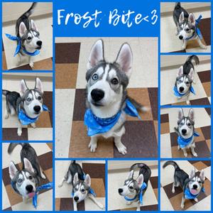 Frost Bite, Siberian Husky, puppy, available for adoption