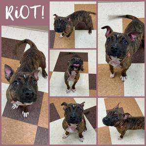 Riot, Pit Bull Terrier Mix, puppy, available for adoption
