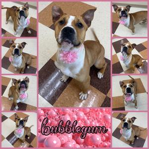 Bubblegum, Pit Bull Terrier Mix, adult, available for adoption