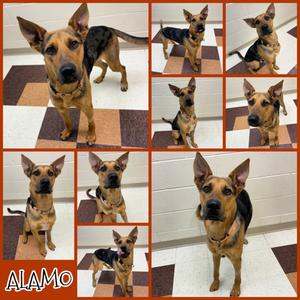 Alamo, German Shepherd Dog Mix, young, available for adoption