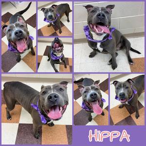 Hippa, Pit Bull Terrier Mix, adult, available for adoption