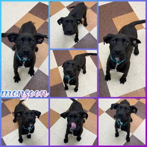Monsoon, Pit Bull Terrier Mix, puppy, available for adoption