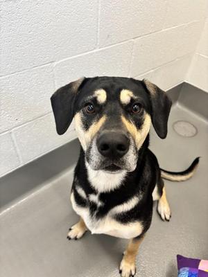 Chance, Mixed Breed, young, available for adoption