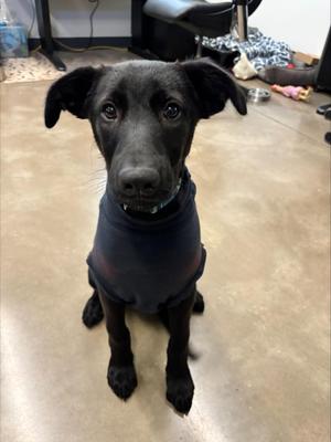 Evelyn, Labrador Retriever, puppy, available for adoption
