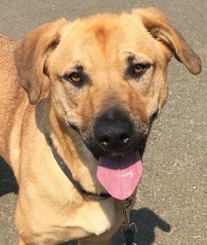 Tesa, Anatolian Shepherd, senior, available for adoption