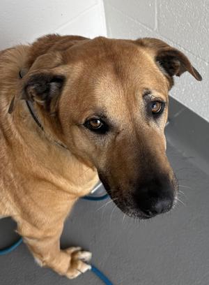 Tesa, Anatolian Shepherd, senior, available for adoption