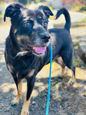 Guinevere, Terrier, senior, available for adoption