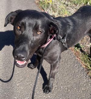 A black dog with a pink collar and leash, standing on a paved path with grass in the background.