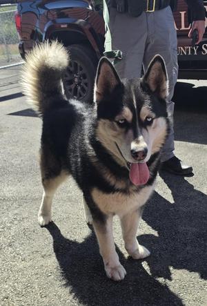 Nanook, Alaskan Malamute / Siberian Husky, adult, available for adoption