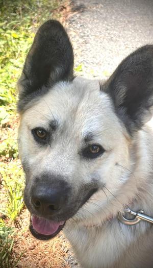 Leucas, German Shepherd Dog, adult, available for adoption