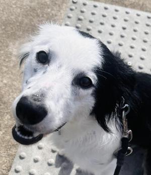Blanche, Border Collie, young, available for adoption