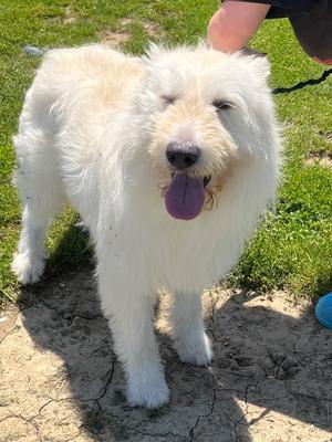 Artie, Poodle/Mixed Breed, young, available for adoption