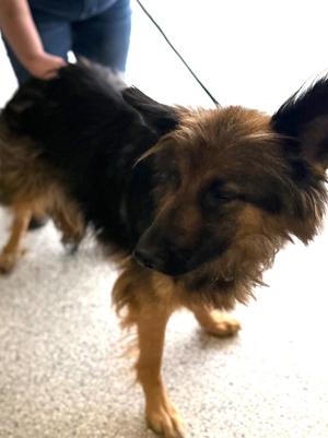 Sunflower, German Shepherd Dog, adult, available for adoption