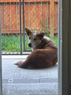 Riley, Red Heeler/Mixed Breed, adult, available for adoption