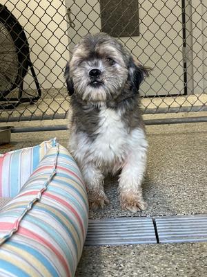 Waddles, Shih Tzu, young, available for adoption