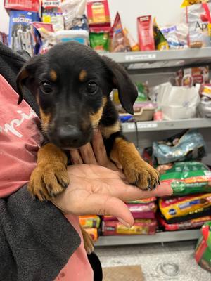 Mocha, German Shepherd Dog/Hound, young, available for adoption