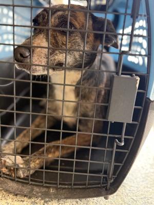 Lyla, Chihuahua/Terrier, young, available for adoption