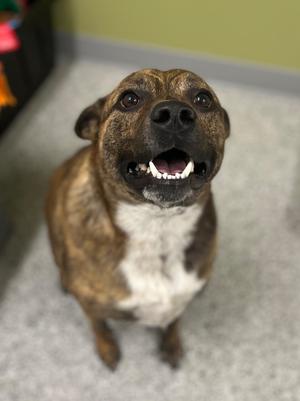 Milo, Terrier/Mixed Breed, adult, available for adoption