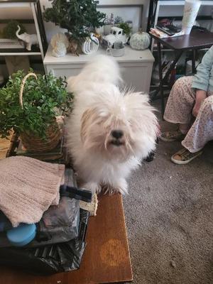 Sully, Bichon Frise/Shih Tzu, adult, available for adoption