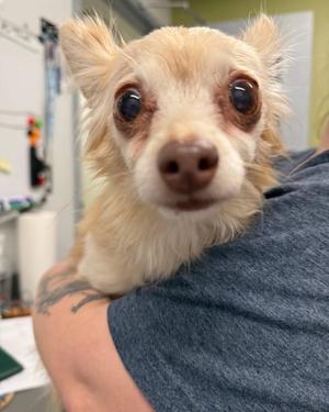Queso, Chihuahua, senior, available for adoption