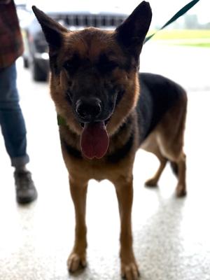 Abel, German Shepherd Dog, senior, available for adoption