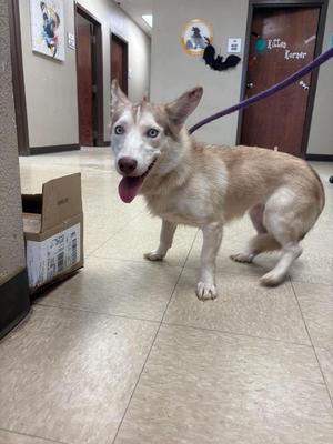 A light-colored dog with blue eyes and a purple leash stands on a tiled floor in a hallway. The dog appears to be panting with its tongue out. In the background, there are doors and a cardboard box on the floor.