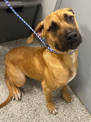 Nugget, Mastiff/Great Dane, young, available for adoption