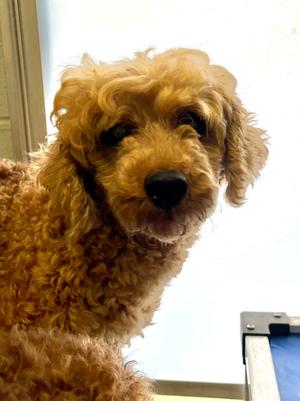 Becky with the Bangs, Miniature Poodle, adult, available for adoption