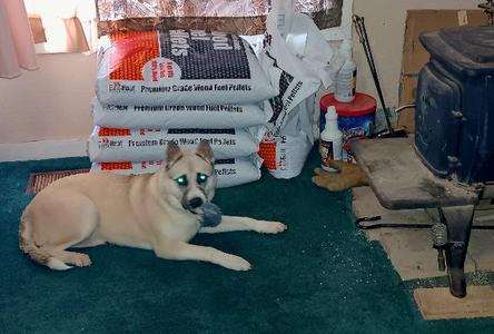 Saphire, Husky/Shepherd, young, available for adoption