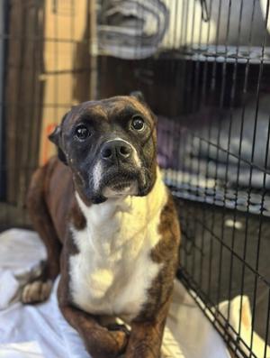 Ruby, Boxer, adult, available for adoption