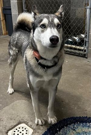 A husky dog standing on a concrete floor, wearing a black collar with a red tag, looking directly at the camera. The dog has a thick, gray and white coat with a bushy tail. In the background, there is a chain-link fence and a blue mat on the floor.