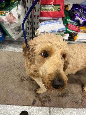 Casey, Golden Retriever/Poodle, adult, available for adoption