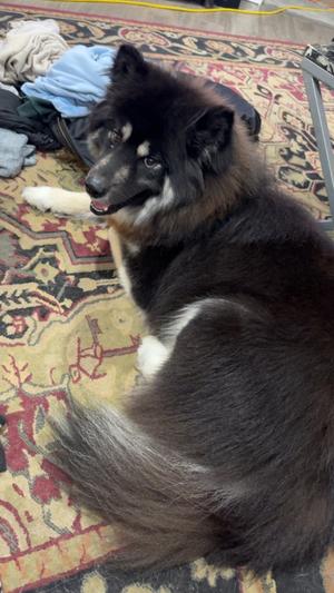 Bear, Alaskan Malamute, adult, available for adoption
