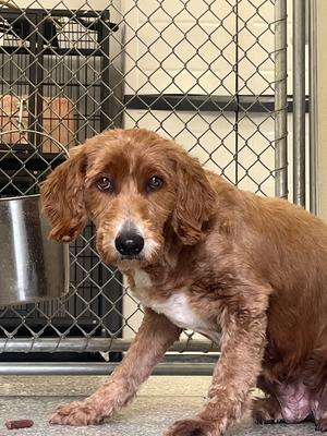 Twix, Golden Retriever/Miniature Poodle, adult, available for adoption