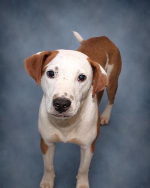 A brown and white dog standing on a blue background