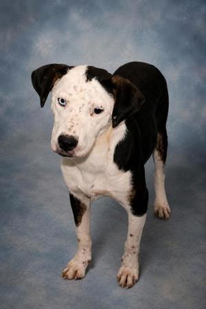 Jacob, Cattle Dog / Mixed Breed, young, available for adoption
