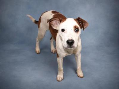 A white and brown dog standing on a blue background