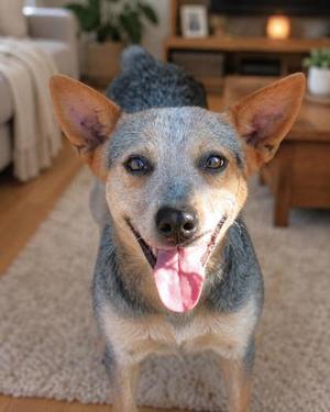 Lucy, Cattle Dog / Mixed Breed, adult, available for adoption