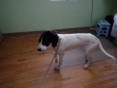 A black and white dog standing on a wooden floor, wearing a collar and leash.