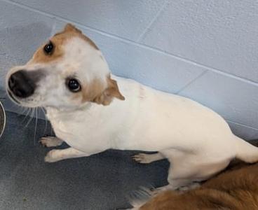 Angel, Collie / Mixed Breed, adult, available for adoption