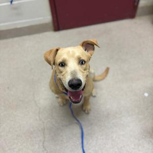 A happy dog with a blue leash